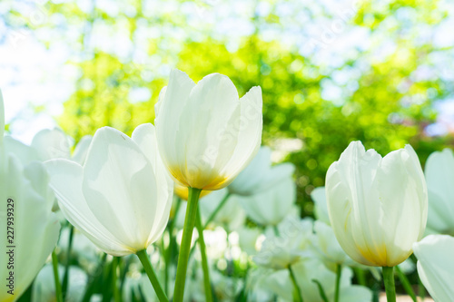 Fototapeta Naklejka Na Ścianę i Meble -  White blooming tulips grass flowerbed close up