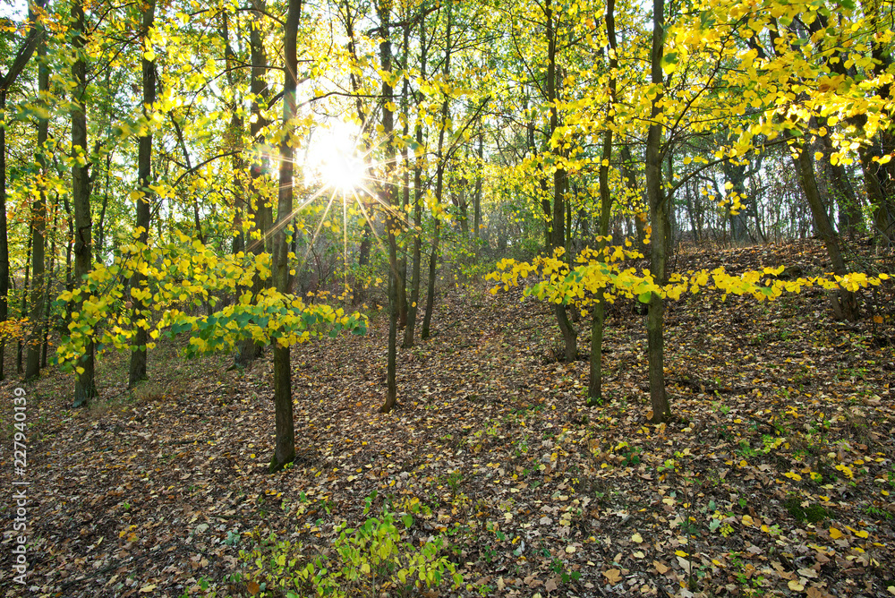 Naklejka premium Autumn landscape with sun and sun beams