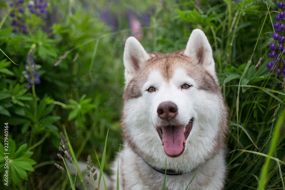 Portrait of happy beige dog breed siberian husky with tonque hanging out sitting in lupin flowers