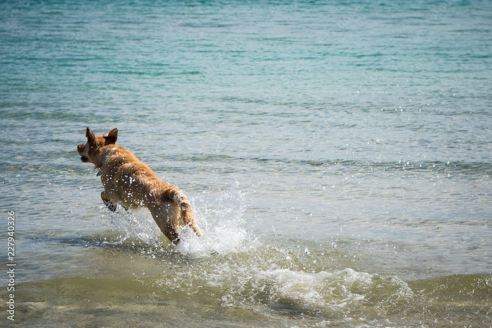 Golden retriever dog running away into water jumping in the air Golden retriever dog running away into water jumping in the air