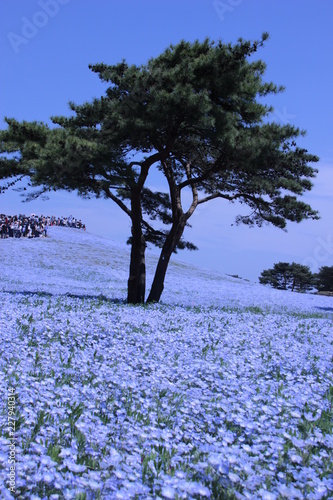 茨城県ひたち海浜公園ネモフィラ