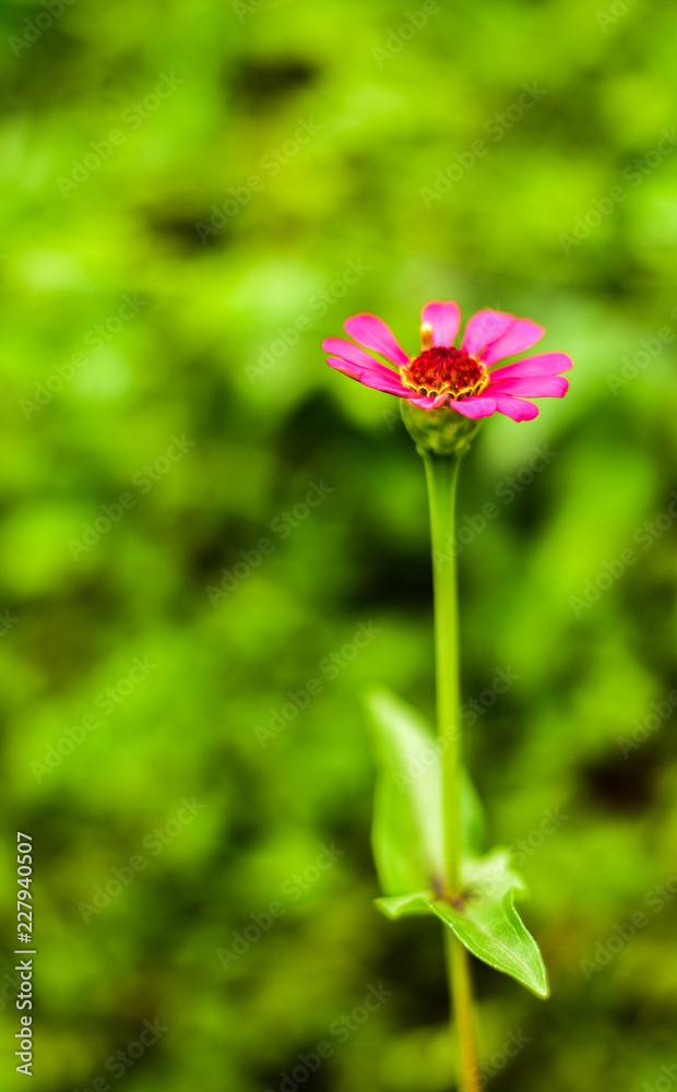 red and purple garden flower plant in nature red and purple garden flower plant in nature