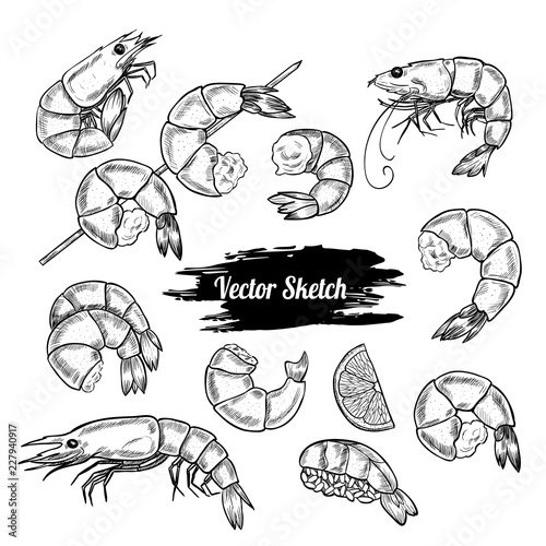 Vector shrimp hand drawn sketch .  Sketch vector  food illustration. Vintage style