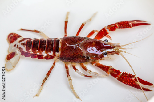 Crayfish 