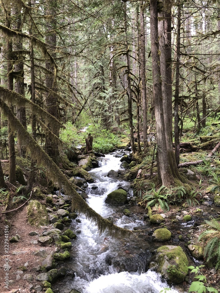 Fototapeta premium Small river