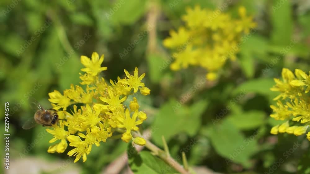 The bee flies from one flower to another The bee flies from one flower to another