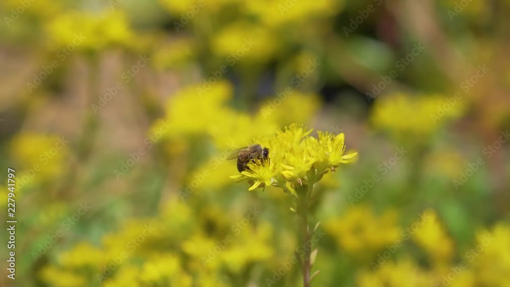 Bee gathering pollen on yellow flower
