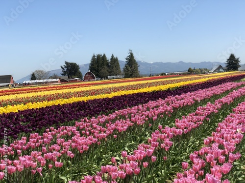 Spring tulip field