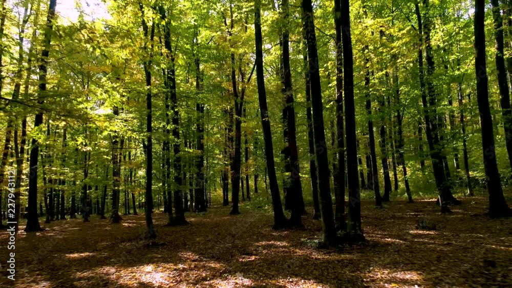 Mountain forest with the trees growing on hills. Young green forest in autumn. Camera movement inside the forest. Forward motion view. Autumn leafs. Beautiful nature, forest wit long trees trunks. Mountain forest with the trees growing on hills. Young green forest in autumn. Camera movement inside the forest. Forward motion view. Autumn leafs. Beautiful nature, forest wit long trees trunks.