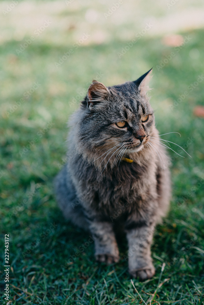 Naklejka premium cat in the grass
