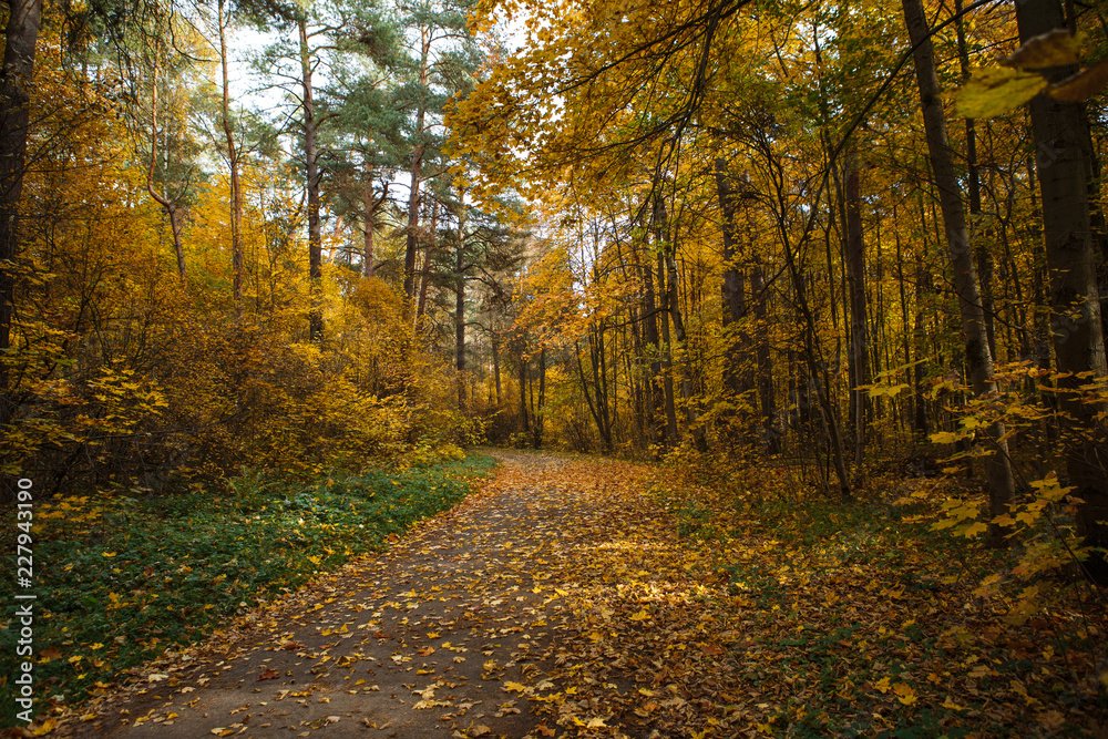 Fototapeta premium Golden autumn, yellow trees in sunlight, leaves underfoot. Walk through the fabulous autumn forest, Cycling through the yellow forest and the Golden alley