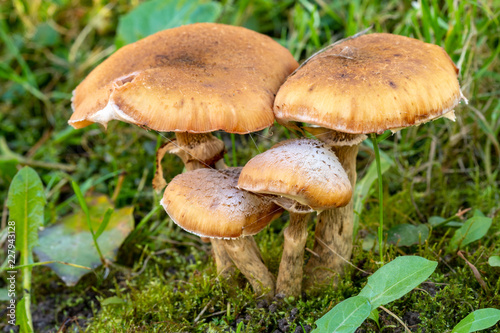 Group of dangerous uneatable mushrooms