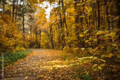 Golden autumn, yellow trees in sunlight, leaves underfoot. Walk through the fabulous autumn forest, Cycling through the yellow forest and the Golden alley © Ольга Симонова
