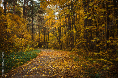 Golden autumn, yellow trees in sunlight, leaves underfoot. Walk through the fabulous autumn forest, Cycling through the yellow forest and the Golden alley