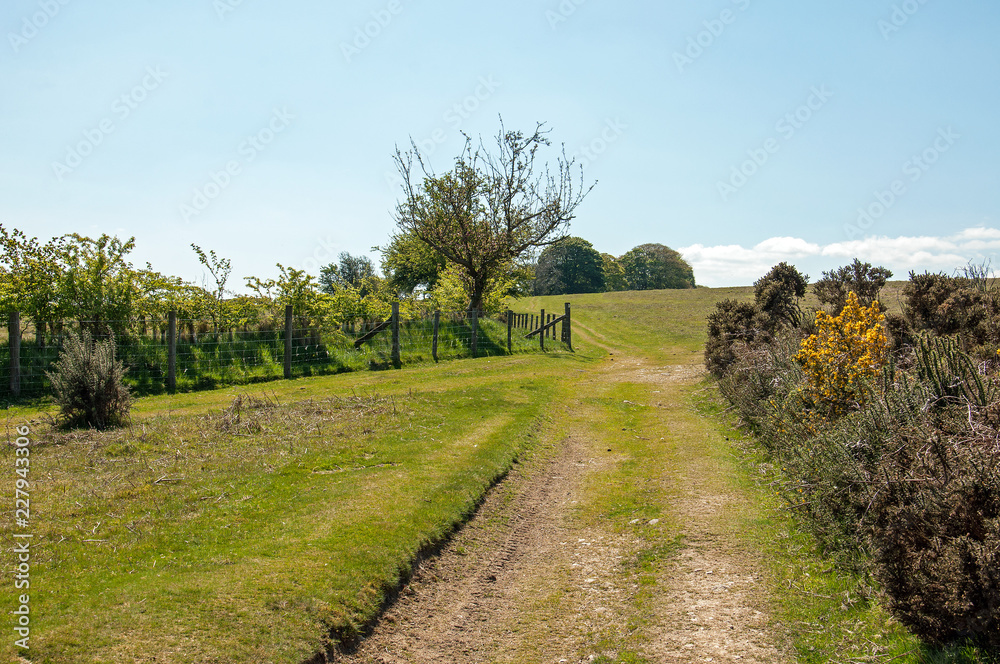 Fototapeta premium Hergest ridge of England and Wales in the summertime.