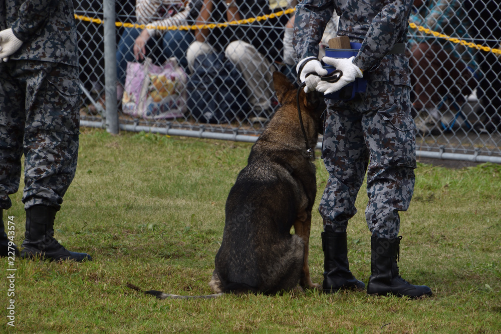 航空自衛隊の警備犬とハンドラー Stock Photo Adobe Stock