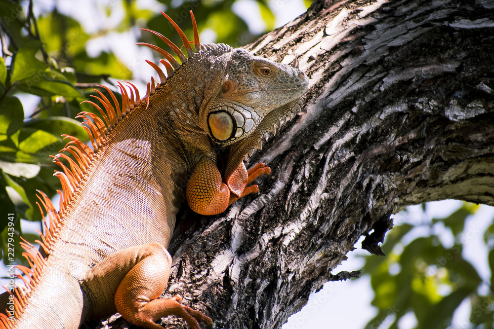 Fototapeta premium iguana, reptile, lizard, animal, green, nature, wildlife, dragon, zoo, tropical, wild, green iguana, pet, costa rica, tree, scale, portrait, head, vertebrate, pets, scales, creature, animals, closeup,