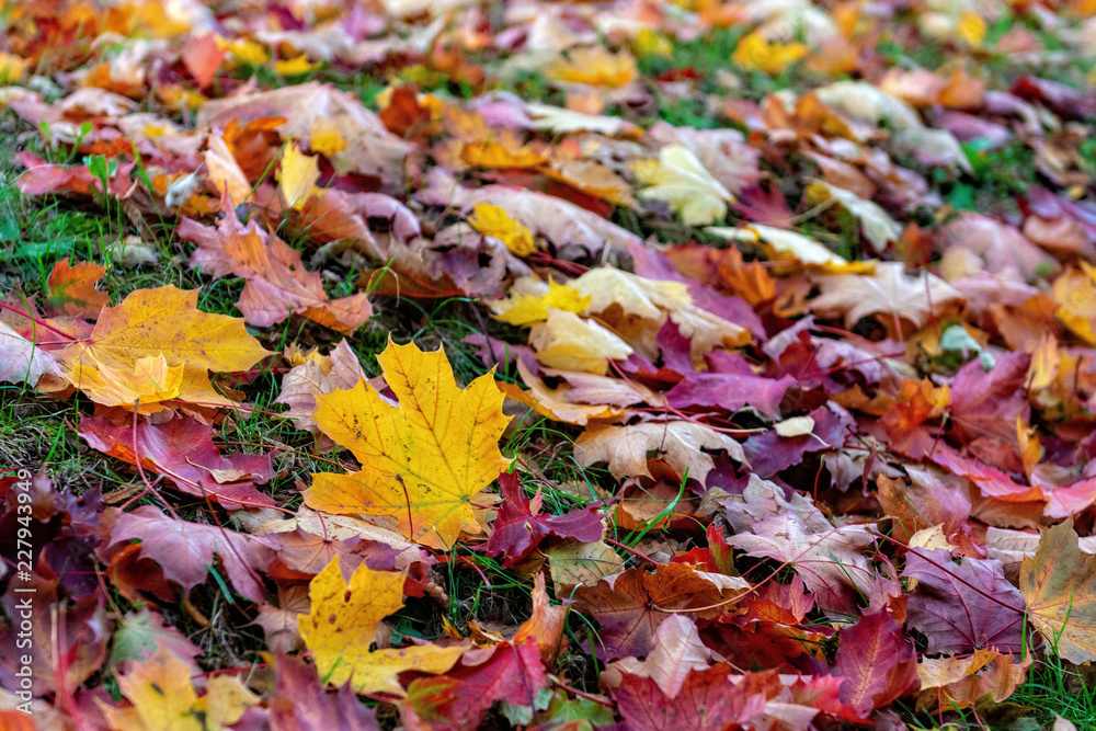 Colorful fallen leaves lying on the ground in the park, beautiful autumn outdoor background, selective focus Colorful fallen leaves lying on the ground in the park, beautiful autumn outdoor background, selective focus