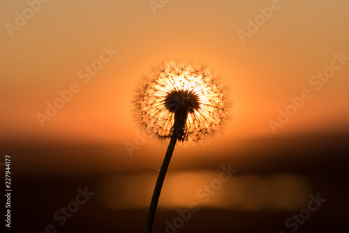 Silhouette of a dandelion on a background of a sunset in summer