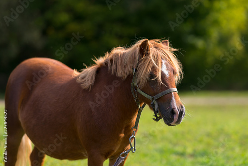 Chestnut pony or horse wearing a halter