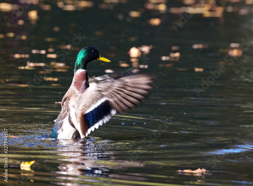 Duck isolated in green water background.One duck in a lake