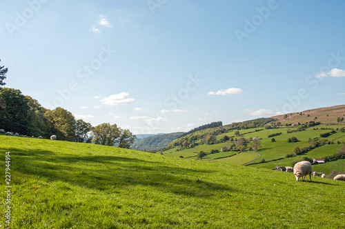 Sheep grazing in a summer meadow in the British countryside.