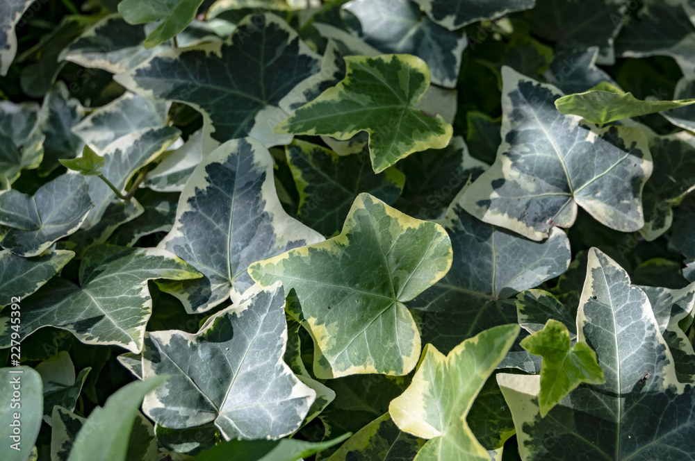 Green ivy Hedera helix Goldchild carpet. Original texture of natural greenery. Background of elegant leaves. Nature concept for design Green ivy Hedera helix Goldchild carpet. Original texture of natural greenery. Background of elegant leaves. Nature concept for design
