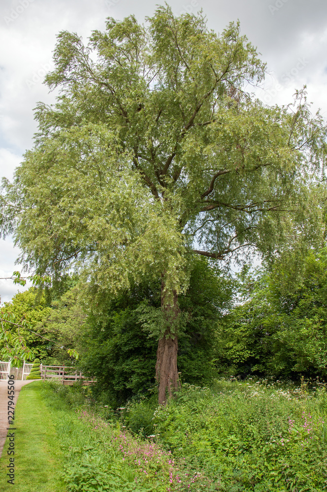Summertime tree in England.
