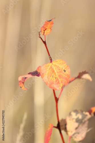 red leaves on a white background