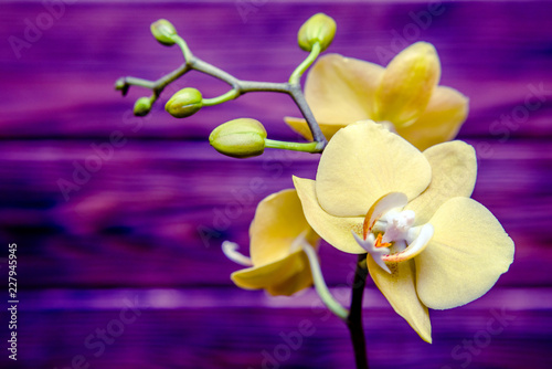Fototapeta Naklejka Na Ścianę i Meble -  Branch of a yellow orchid on a brown wooden background 