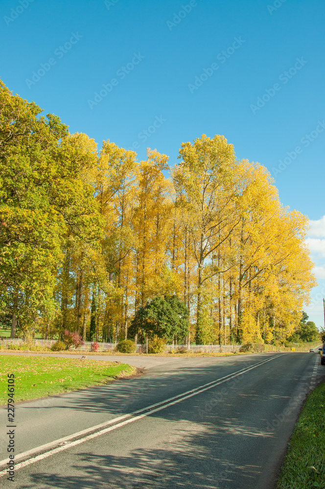 Autumn leaves and trees in the countryside. Autumn leaves and trees in the countryside.