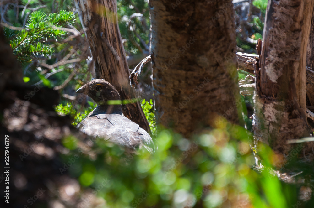 Obraz premium Bird between trees