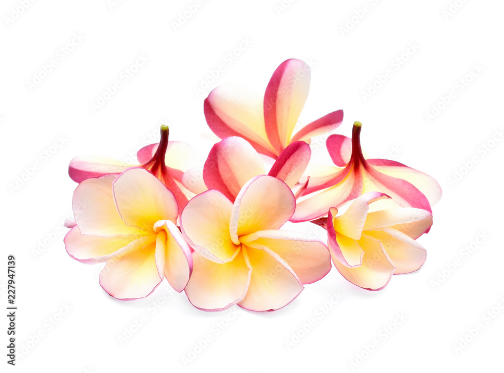 frangipani isolated on white background
