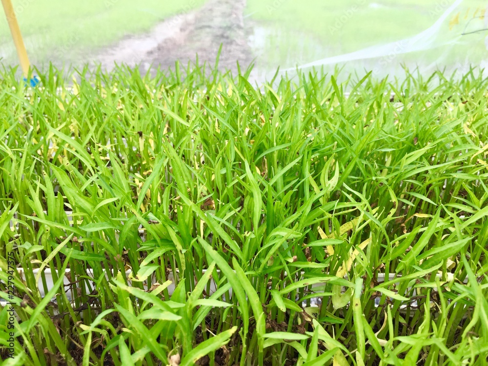 Obraz premium Morning glory plants 