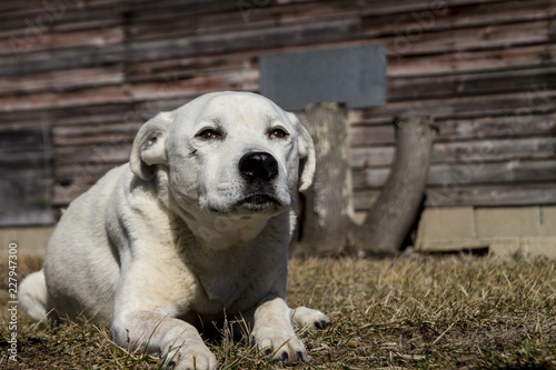 Loyal Male American Bulldog