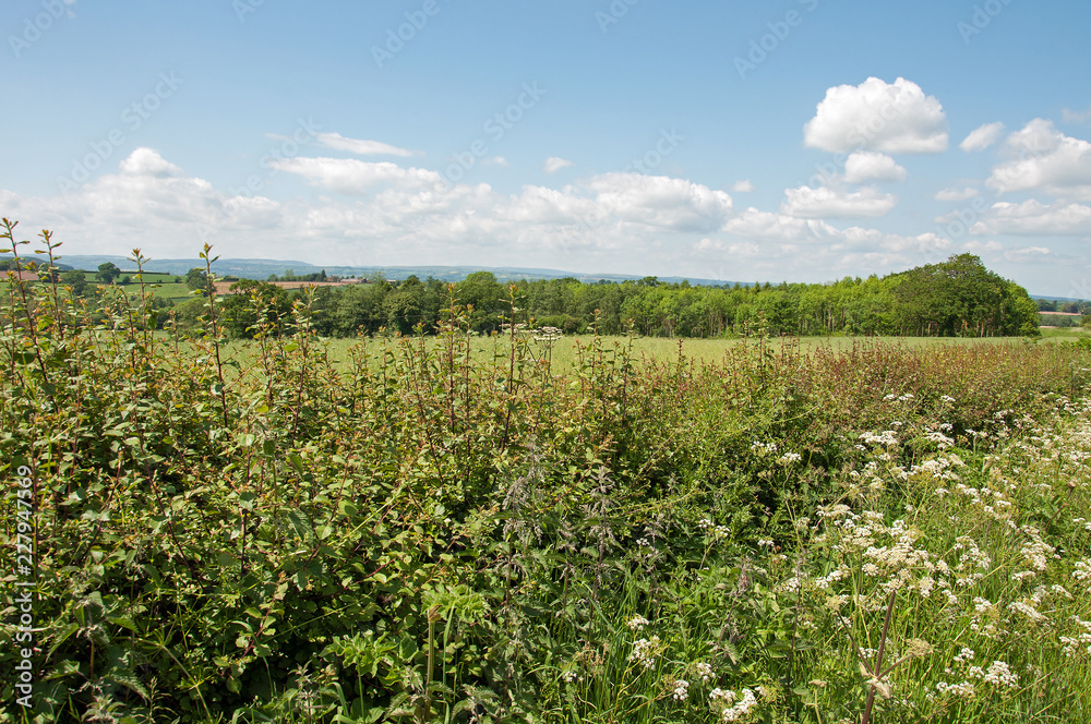 Summertime meadows in the English countryside.