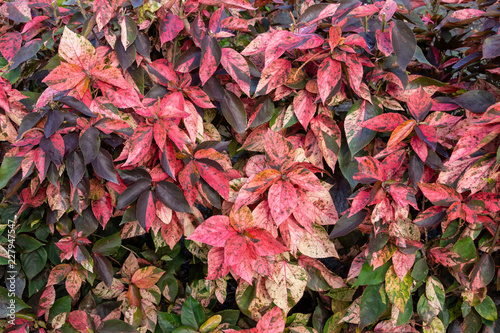 Copperleaf plant (Acalypha amentacea wilkesiana), red and green leaves - Pembroke Pines, Florida, USA photo