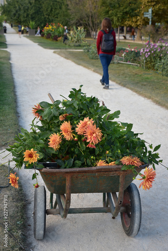 Fototapeta Naklejka Na Ścianę i Meble -  Brouette de dahlias en automne