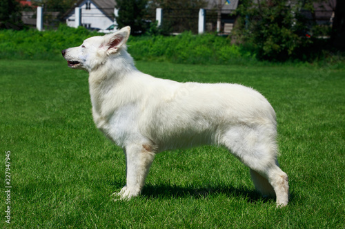 White swiss shepherd dog