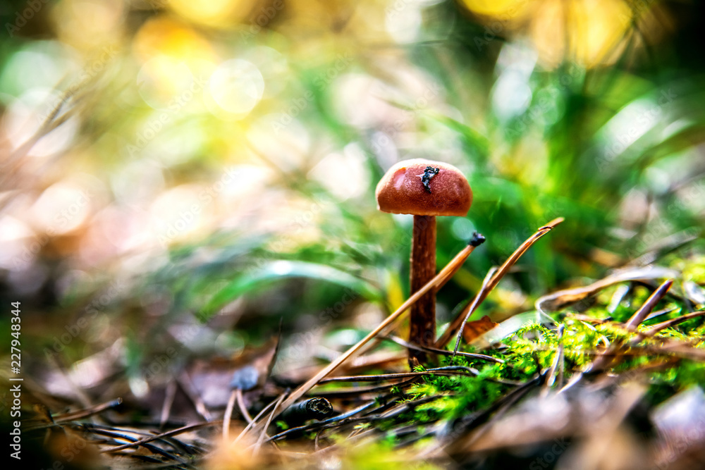 Brown mushroom among green grass and conifer needles.
