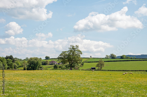 Springtime meadows and buttercups in the English countryside.
