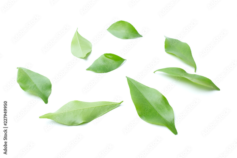 Fototapeta premium Green leaf isolated on the white background