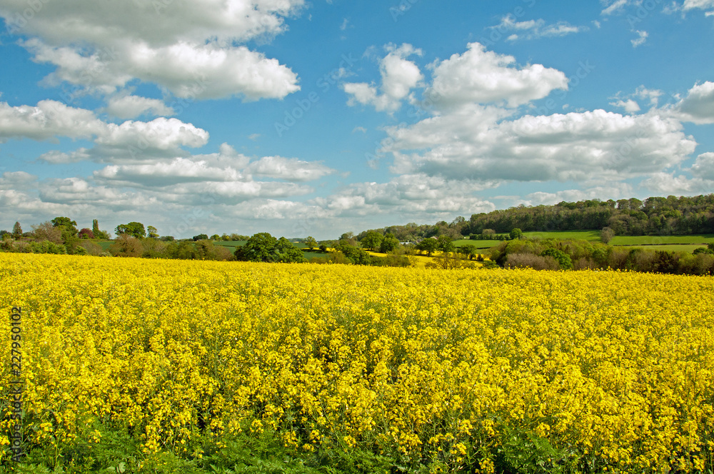 Beautiful yellow canola crops in a summertime field in the English countryside. Beautiful yellow canola crops in a summertime field in the English countryside.
