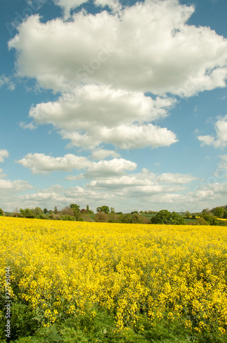 Beautiful yellow canola crops in a summertime field in the English countryside.
