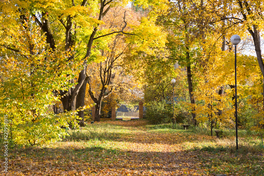 Autumn landscape. Yellow leaves Autumn landscape. Yellow leaves