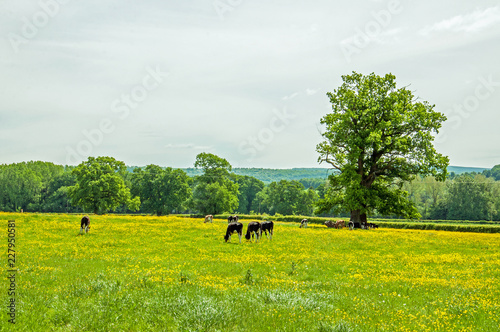 Cattle grazing in a summer meadow.