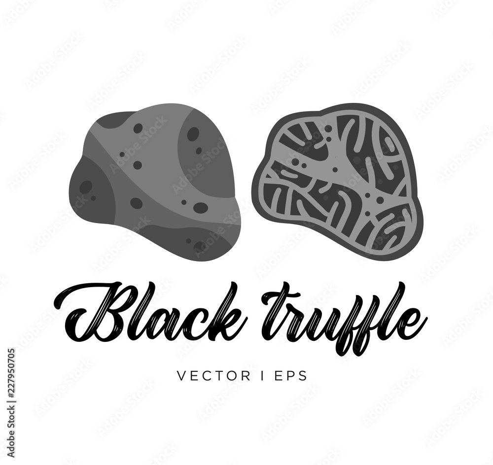 Black truffle mushroom, cut sliced, vector editable illustration. Flat simple style, gourmet food. Black truffle mushroom, cut sliced, vector editable illustration. Flat simple style, gourmet food.