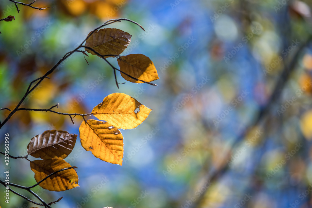 Bunte Blätter an Zweig im Herbst, Sonnenschein Bunte Blätter an Zweig im Herbst, Sonnenschein