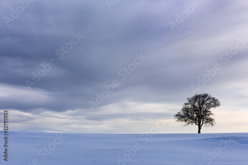 Dramatic Sky and Single Tree in Snow