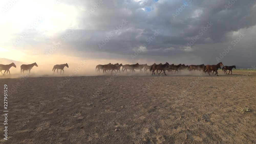 Wild Yilki horses running gallop and kicking up dust in Kayseri, Turkey Wild Yilki horses running gallop and kicking up dust in Kayseri, Turkey